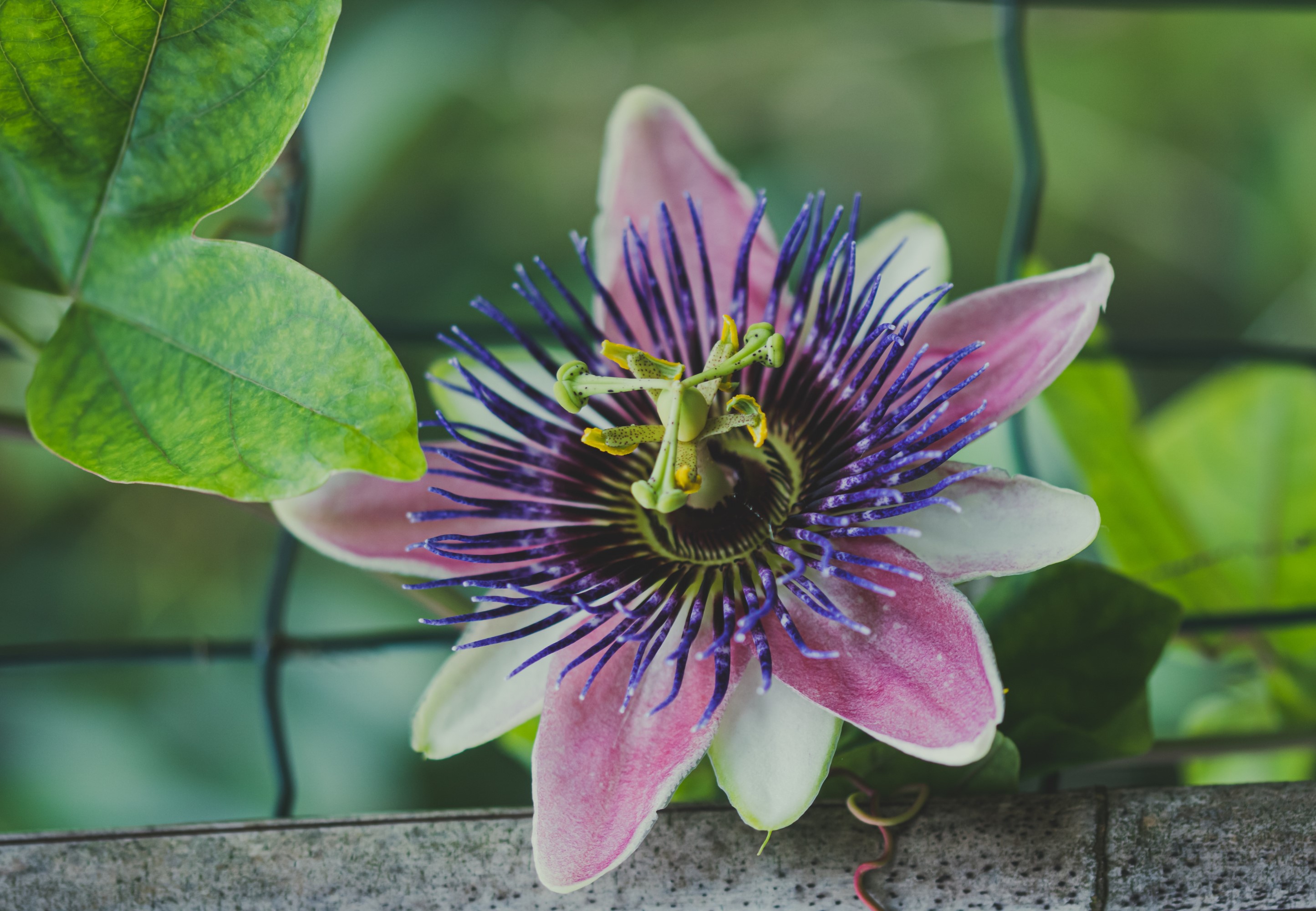 Passionflower has a variety of alkaloids giving nervine, hypnotic, antispasmodic, analgesic, and hypotensive herbal properties.