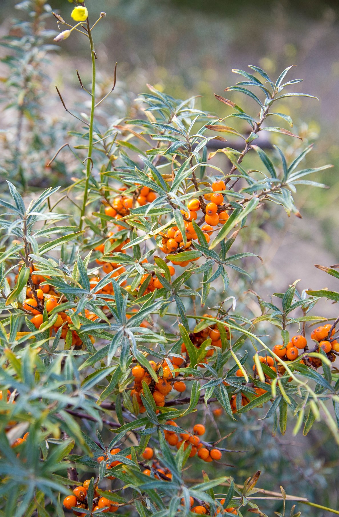Sea buckthorn berry oil, found in our First Aid Salve, is full of different carotenoids that can help even skin complexion and age spots and can help heal cuts, wounds, and scars.