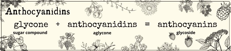 The pigment-providing anthocyanidins generate red to blue colors and anthocyanidins (aglycones) are referred to as anthocyanins when occurring as a glycoside.