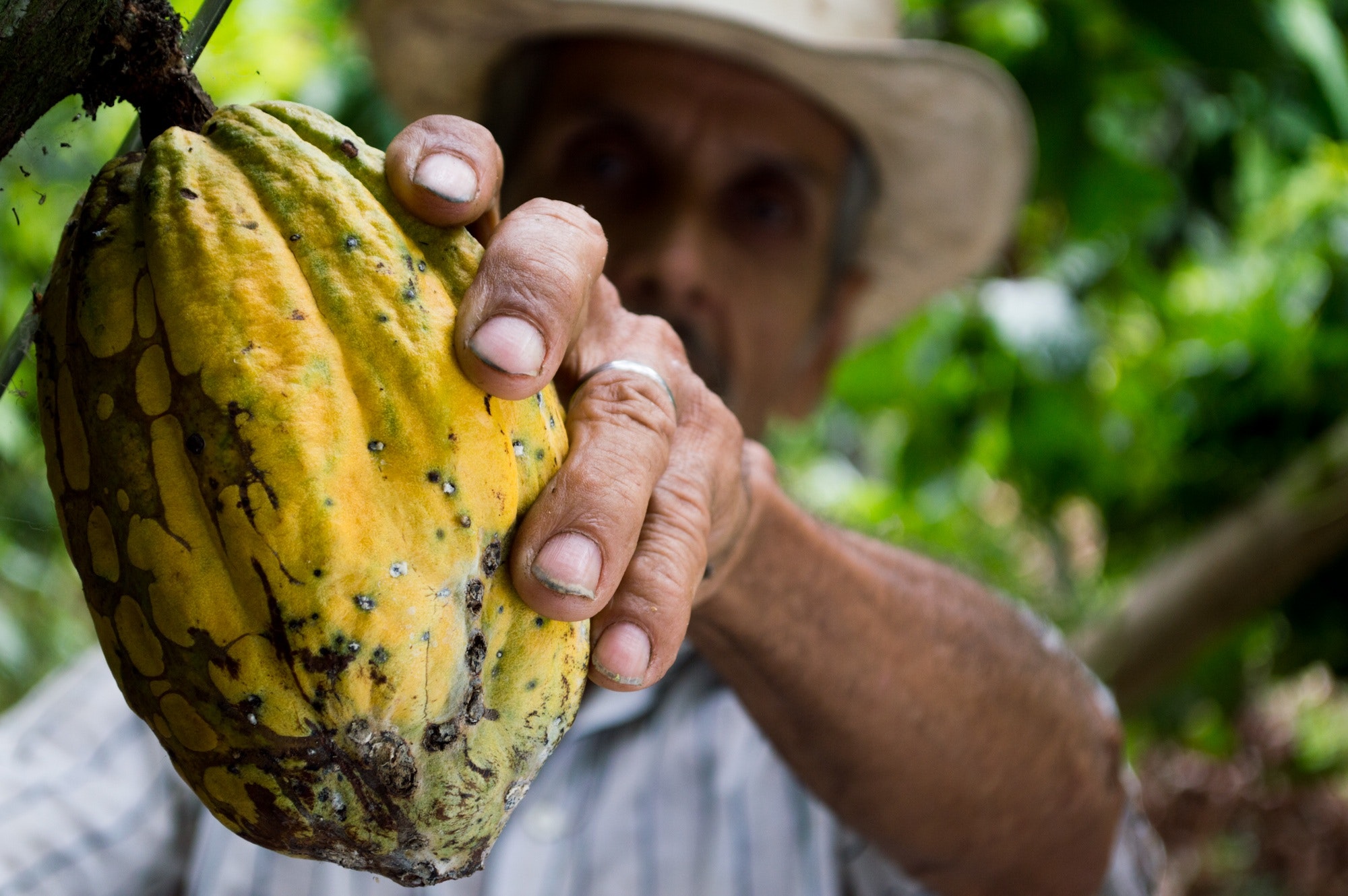Cacao fruit used to make chocolate contains the bitter alkaloid theobromine.