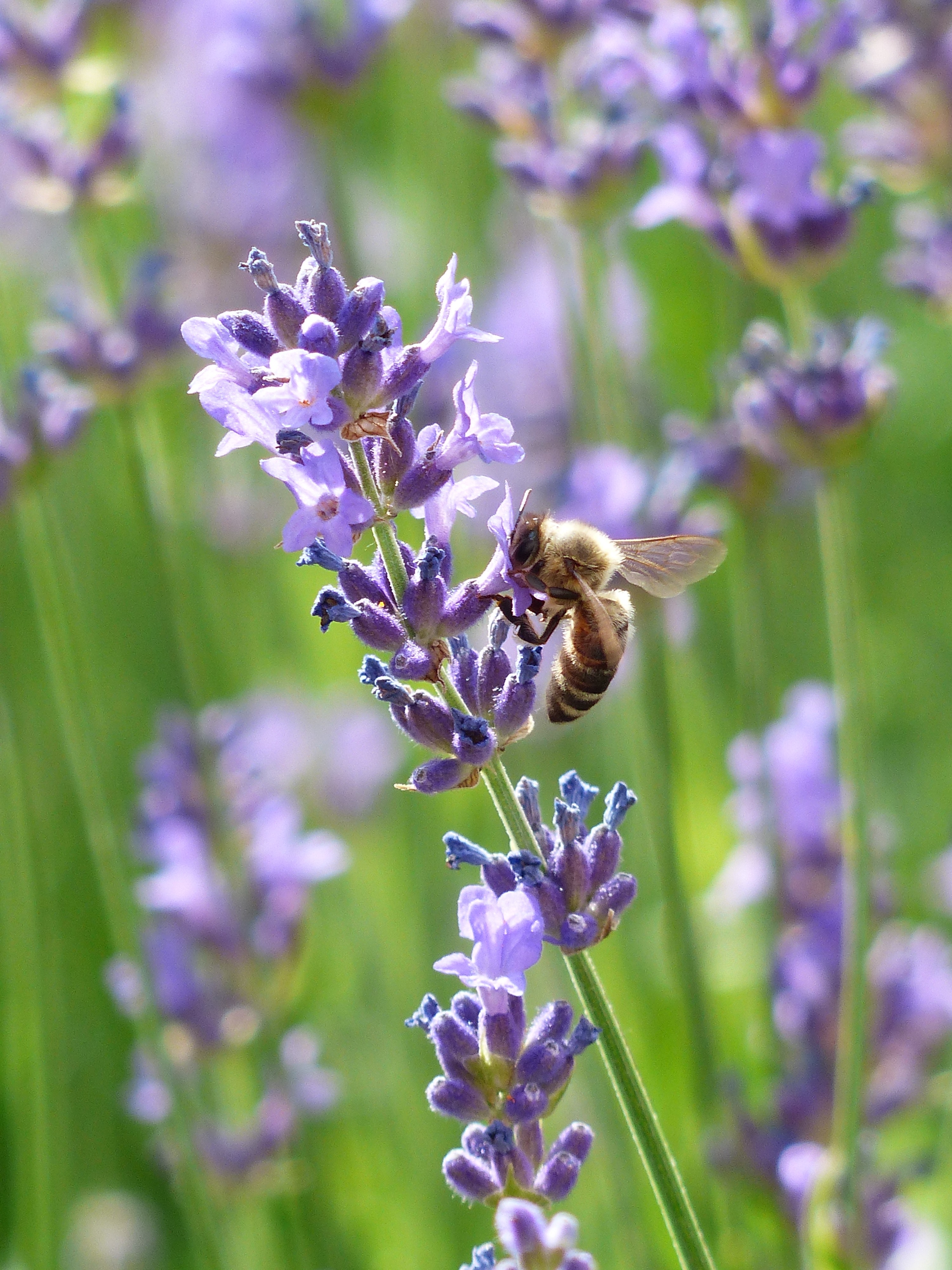 Lavender flowers attract bees that help pollinate.