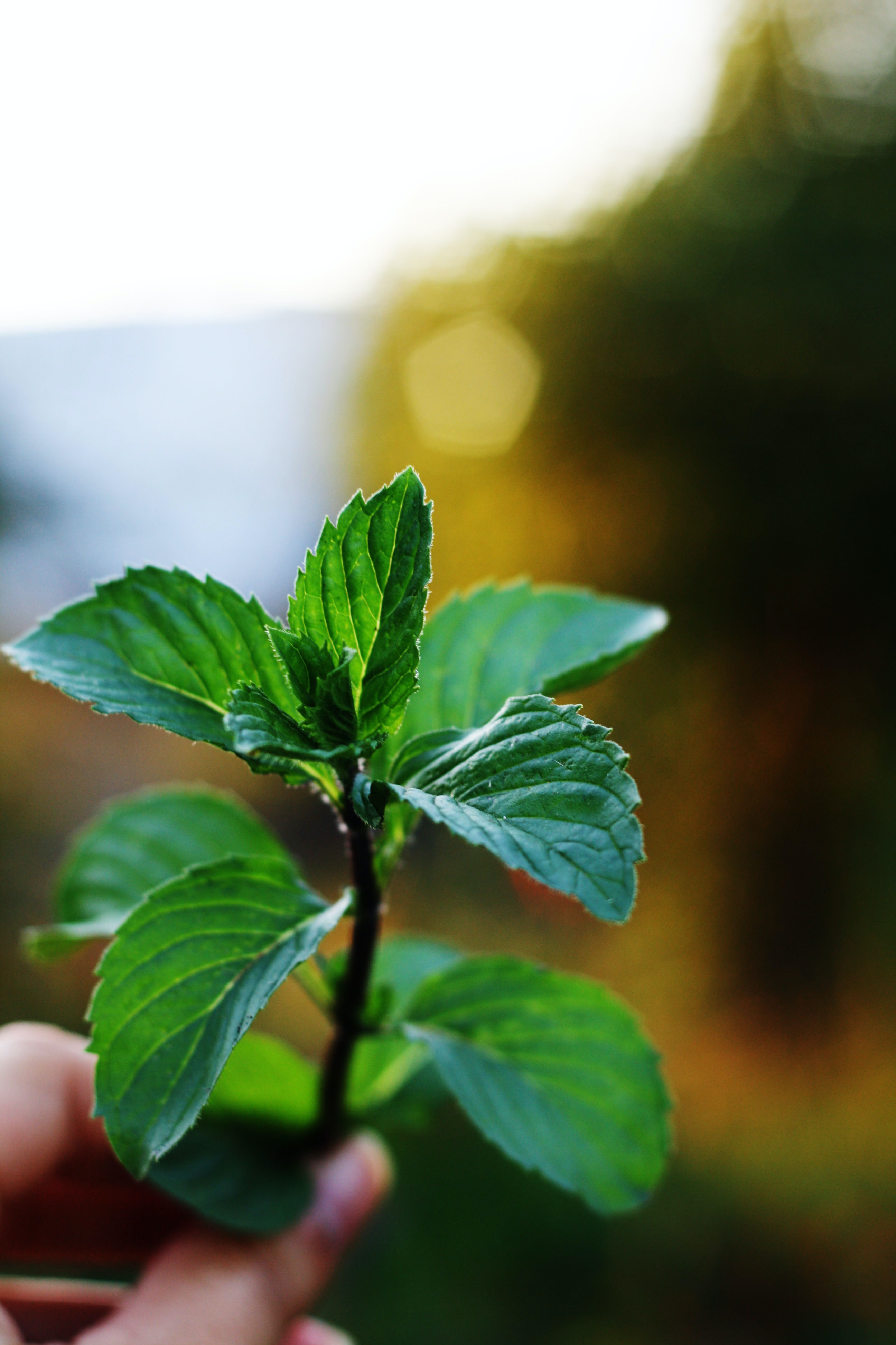 Peppermint is full of flavorful and fragrant terpenes.
