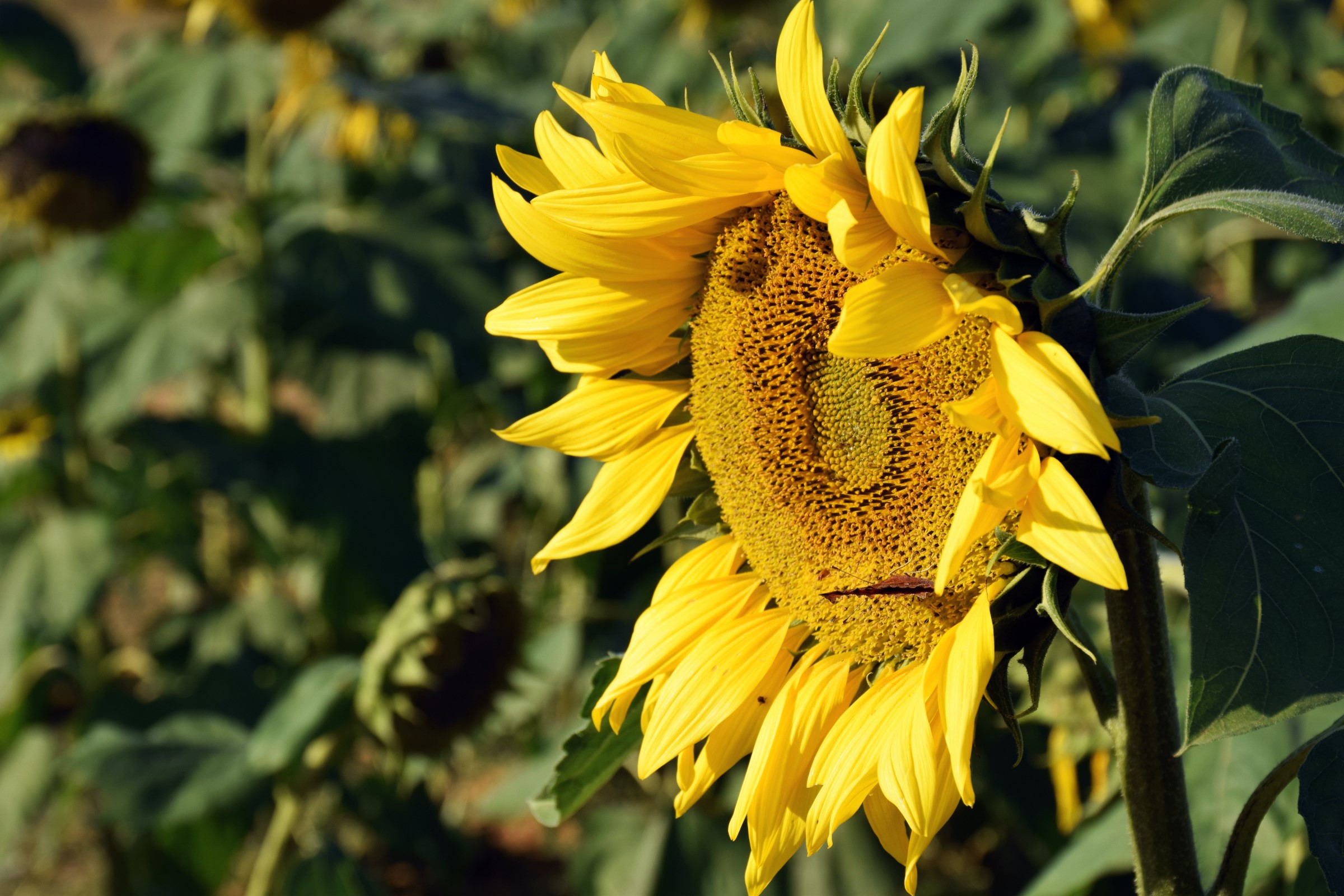 Sunflowers respond to light.