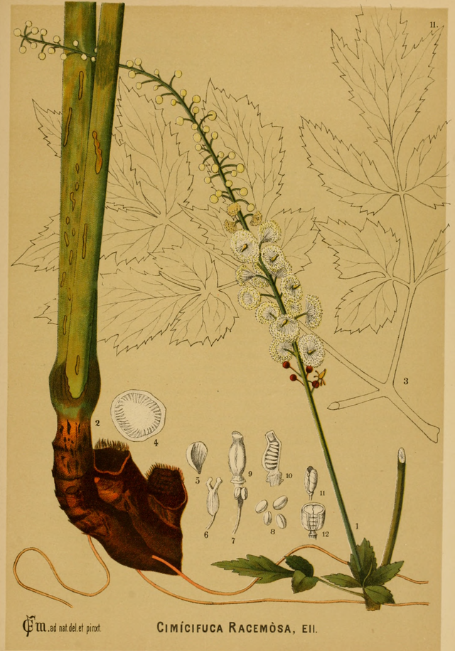 Illustration of Black Cohosh by Charles F. Millspaugh, M.D., American Medicinal Plants (1887)