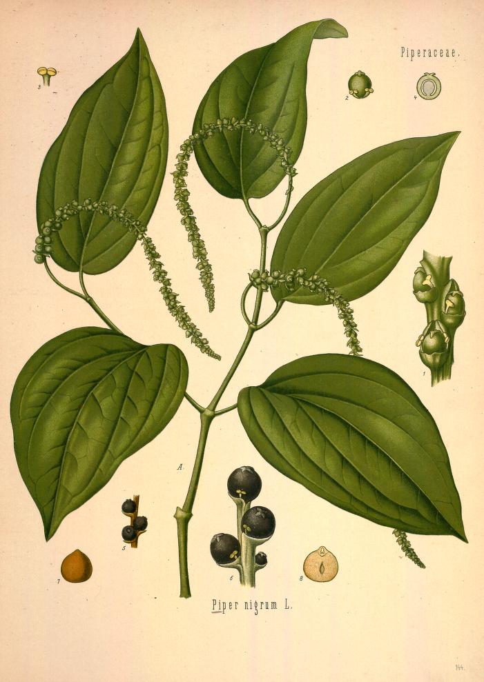 Chromolithograph of Black Pepper by Walther Otto Müller, C. F. Schmidt, and K. Gunther
