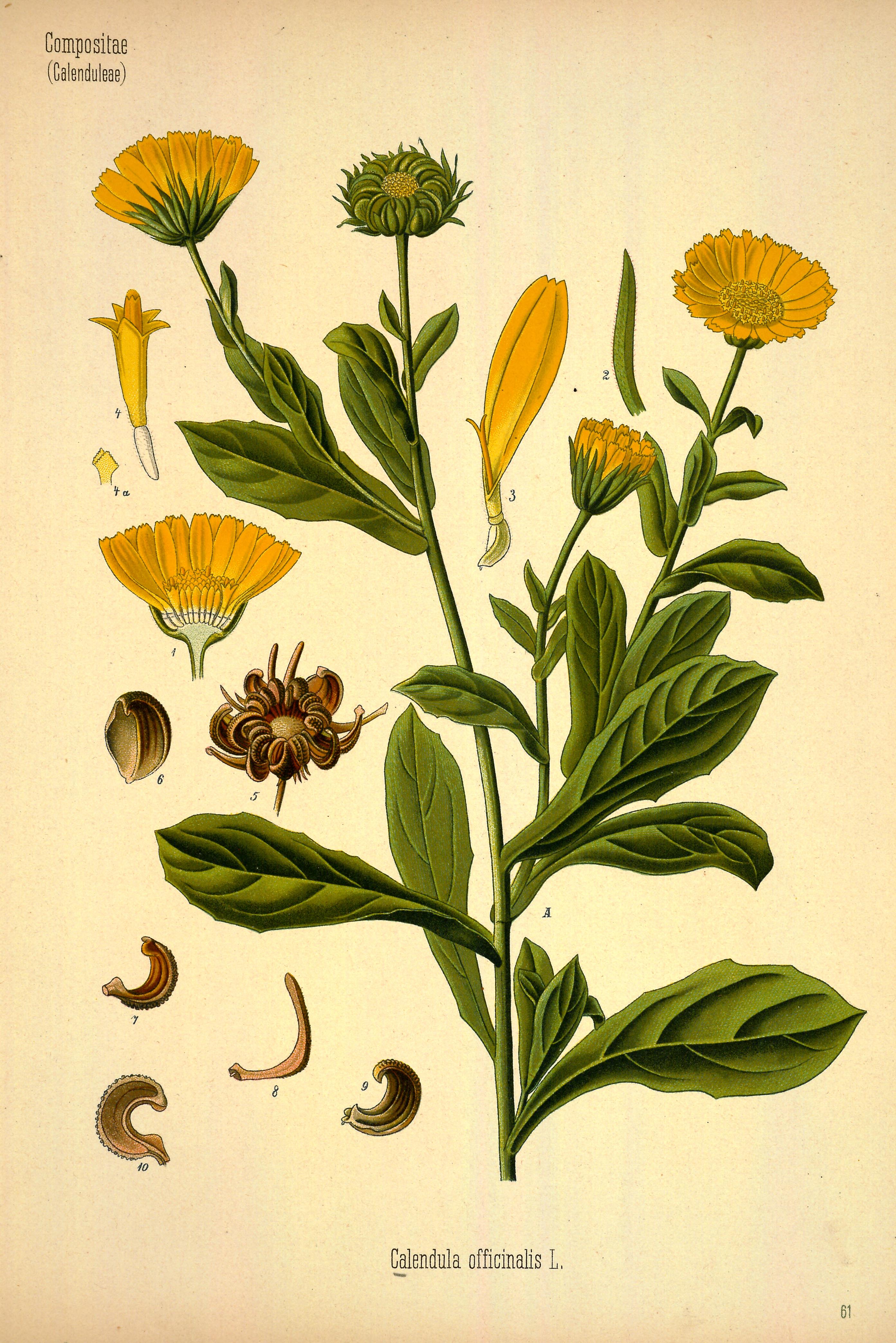 Chromolithograph of Calendula by Walther Otto Müller, C. F. Schmidt, and K. Gunther