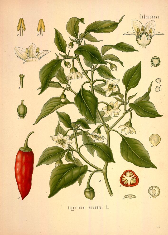 Chromolithograph of Cayenne by Walther Otto Müller, C. F. Schmidt, and K. Gunther