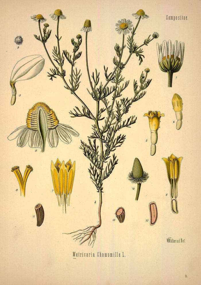Chromolithograph of German Chamomile by Walther Otto Müller, C. F. Schmidt, and K. Gunther