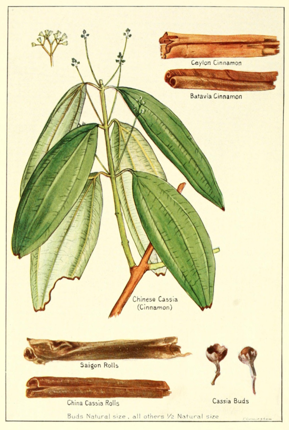 Illustration of different types of cinnamon