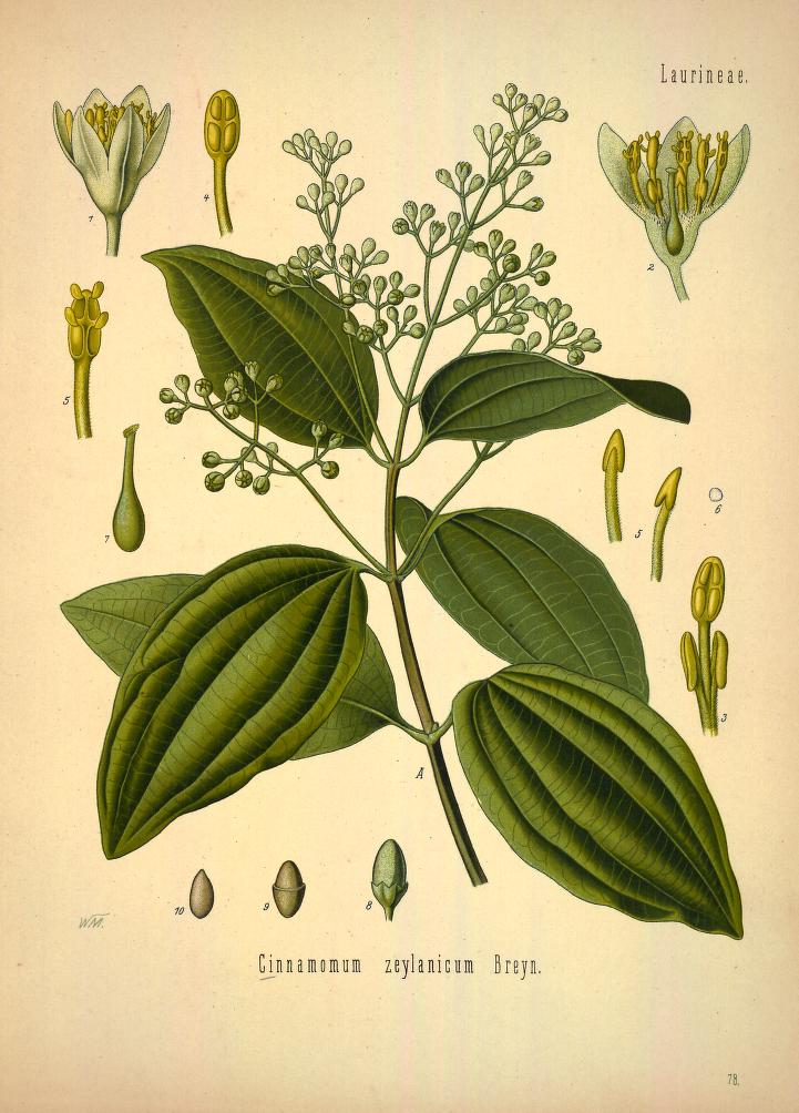 Chromolithograph of Cinnamon by Walther Otto Müller, C. F. Schmidt, and K. Gunther