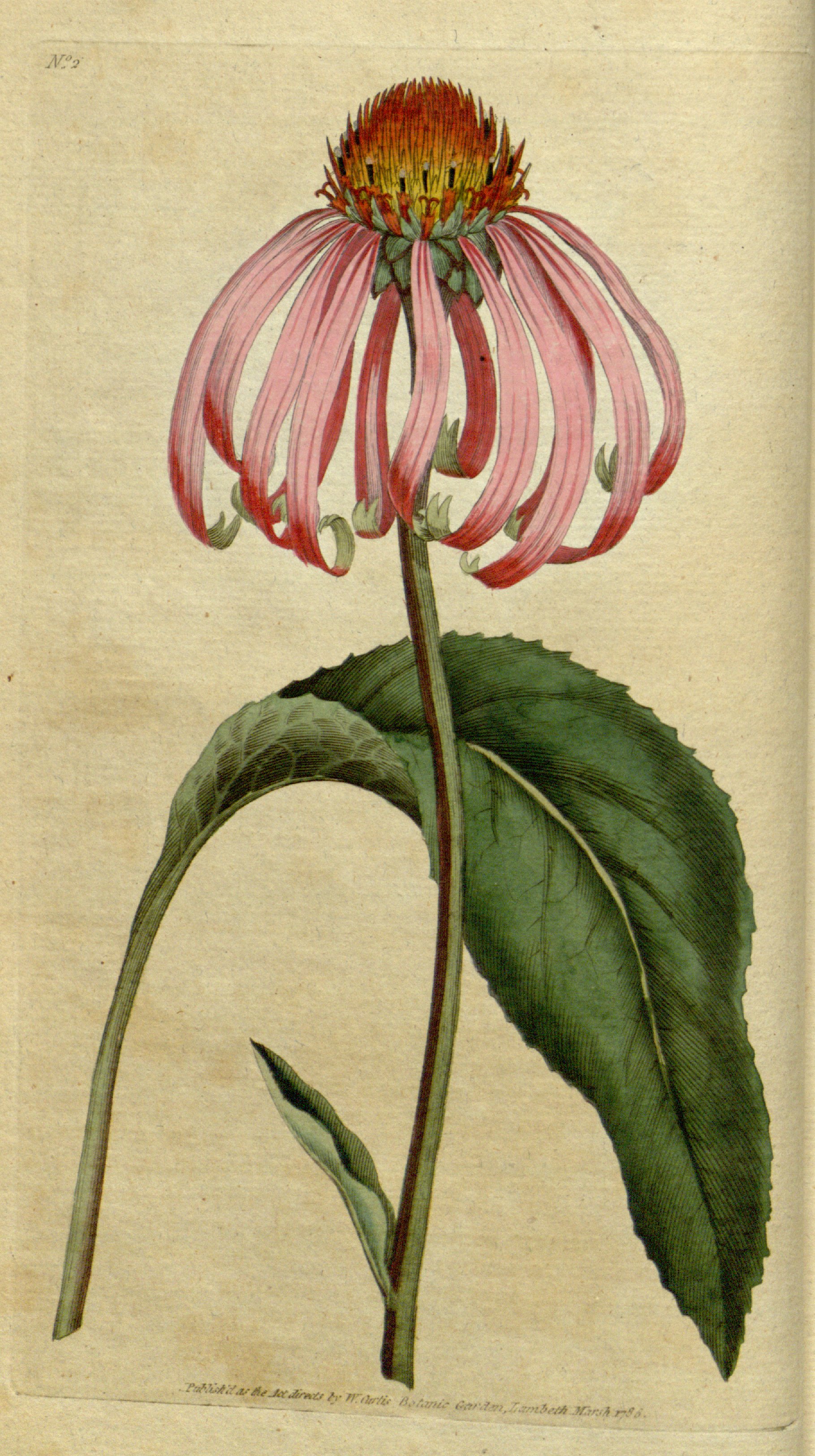 Illustration of Echinacea