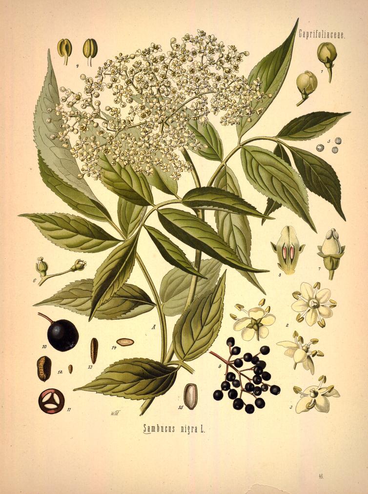 Chromolithograph of Elder by Walther Otto Müller, C. F. Schmidt, and K. Gunther