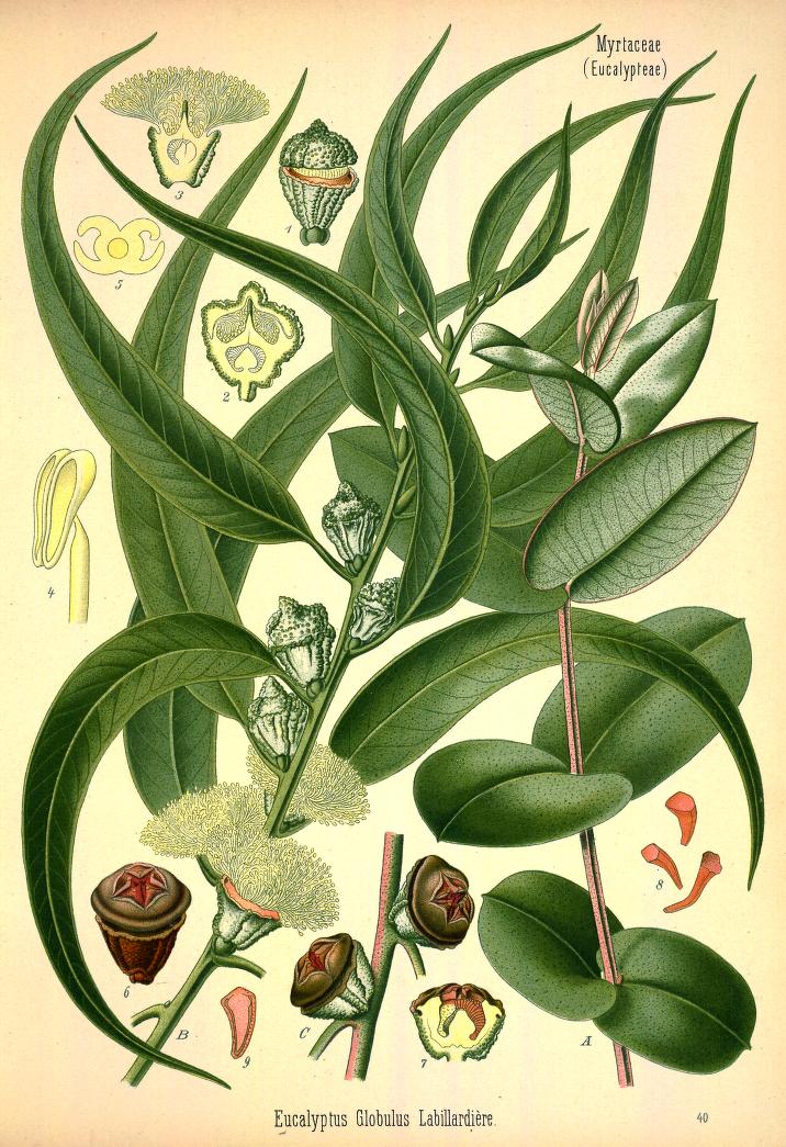Chromolithograph of Eucalytpus by Walther Otto Müller, C. F. Schmidt, and K. Gunther
