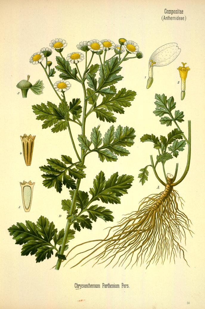 Chromolithograph of Feverfew by Walther Otto Müller, C. F. Schmidt, and K. Gunther