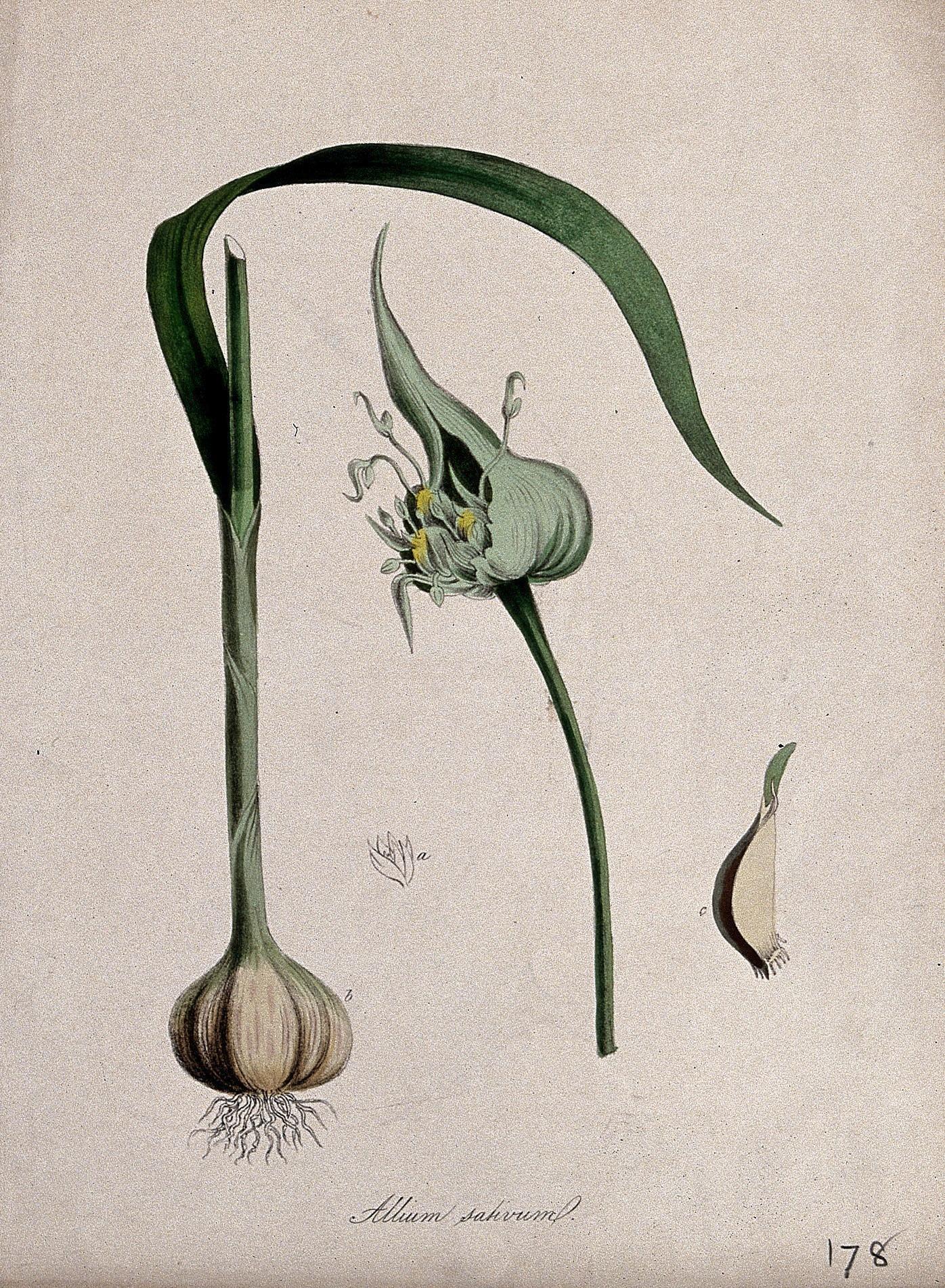 Illustration of Garlic by James Sowerby