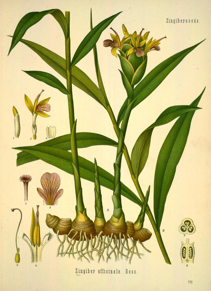 Chromolithograph of Ginger by Walther Otto Müller, C. F. Schmidt, and K. Gunther