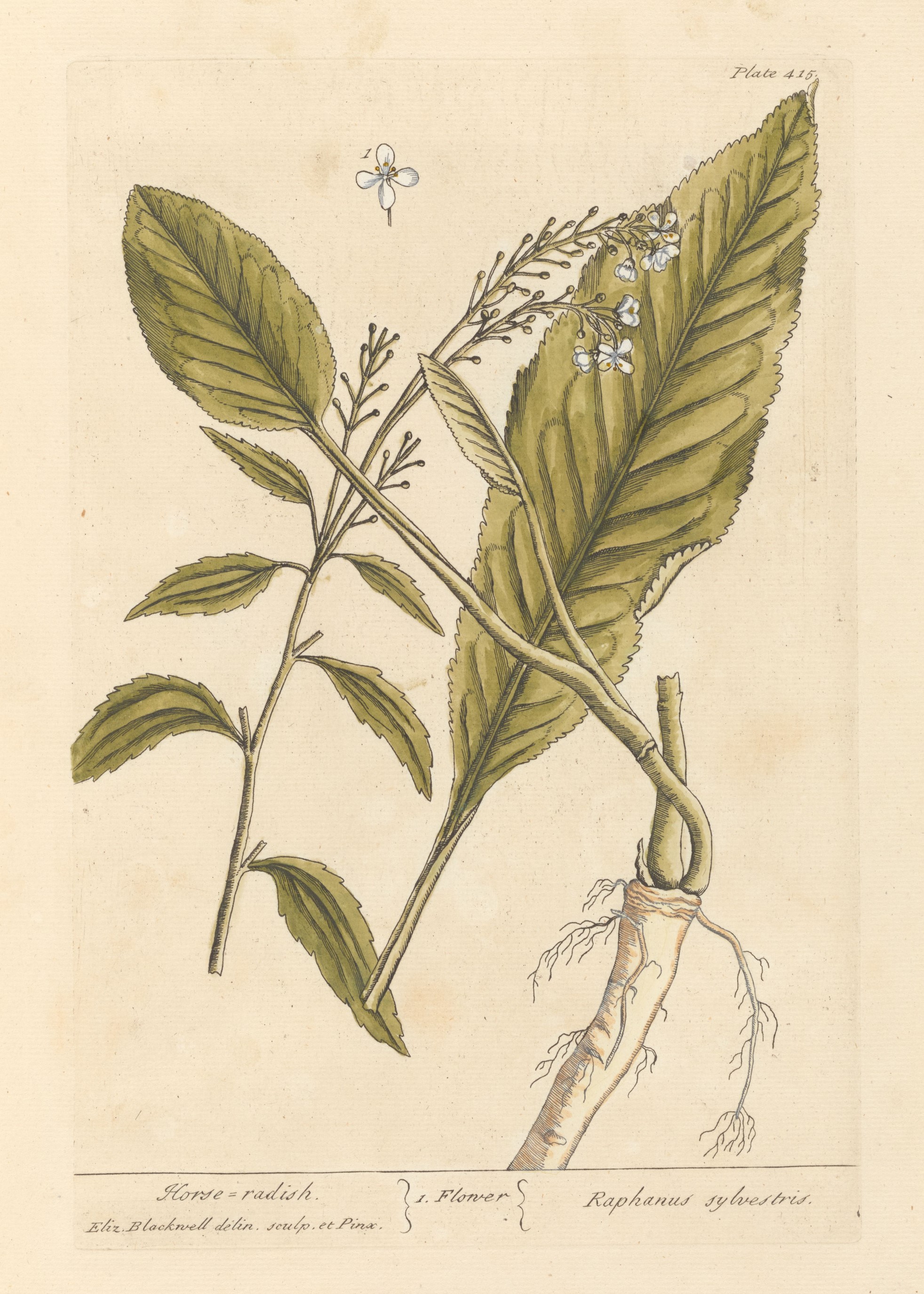 Illustration of Horseradish by Elizabeth Blackwell