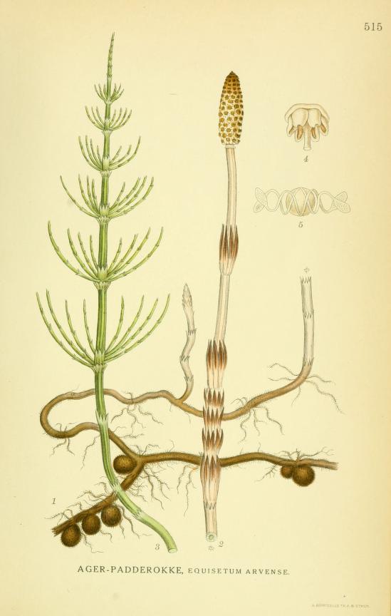 Painting of Horsetail by the Swedish botanist Carl A. M. Lindman (1901)