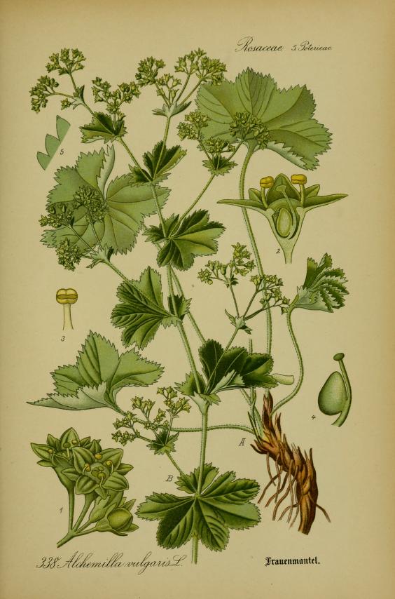 Illustration of Lady's Mantle by Prof. Dr. Otto Wilhelm Thomé
