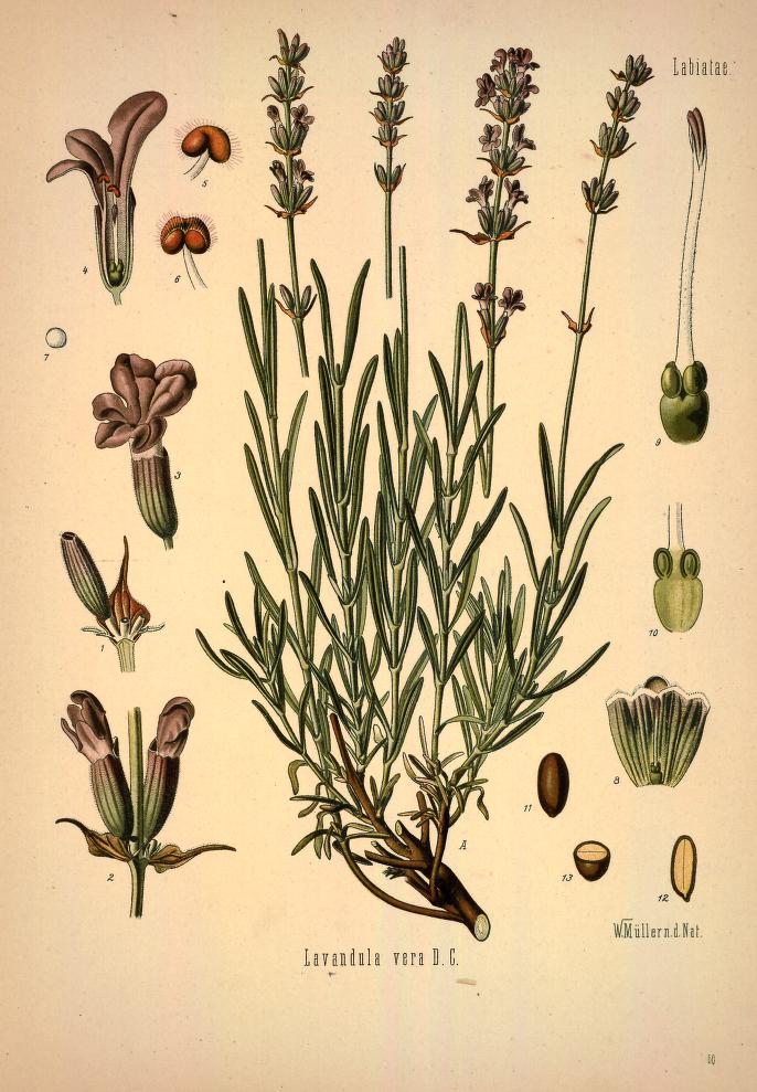 Chromolithograph of Lavender by Walther Otto Müller, C. F. Schmidt, and K. Gunther