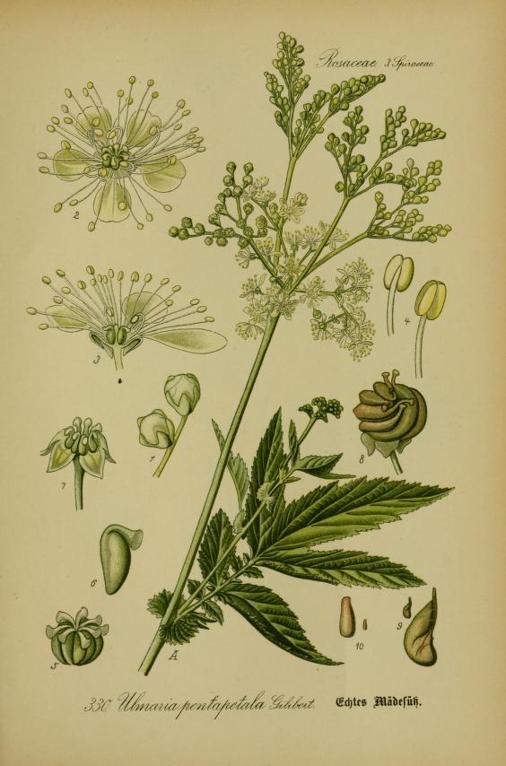 Illustration of Meadowsweet by Prof. Dr. Otto Wilhelm Thomé