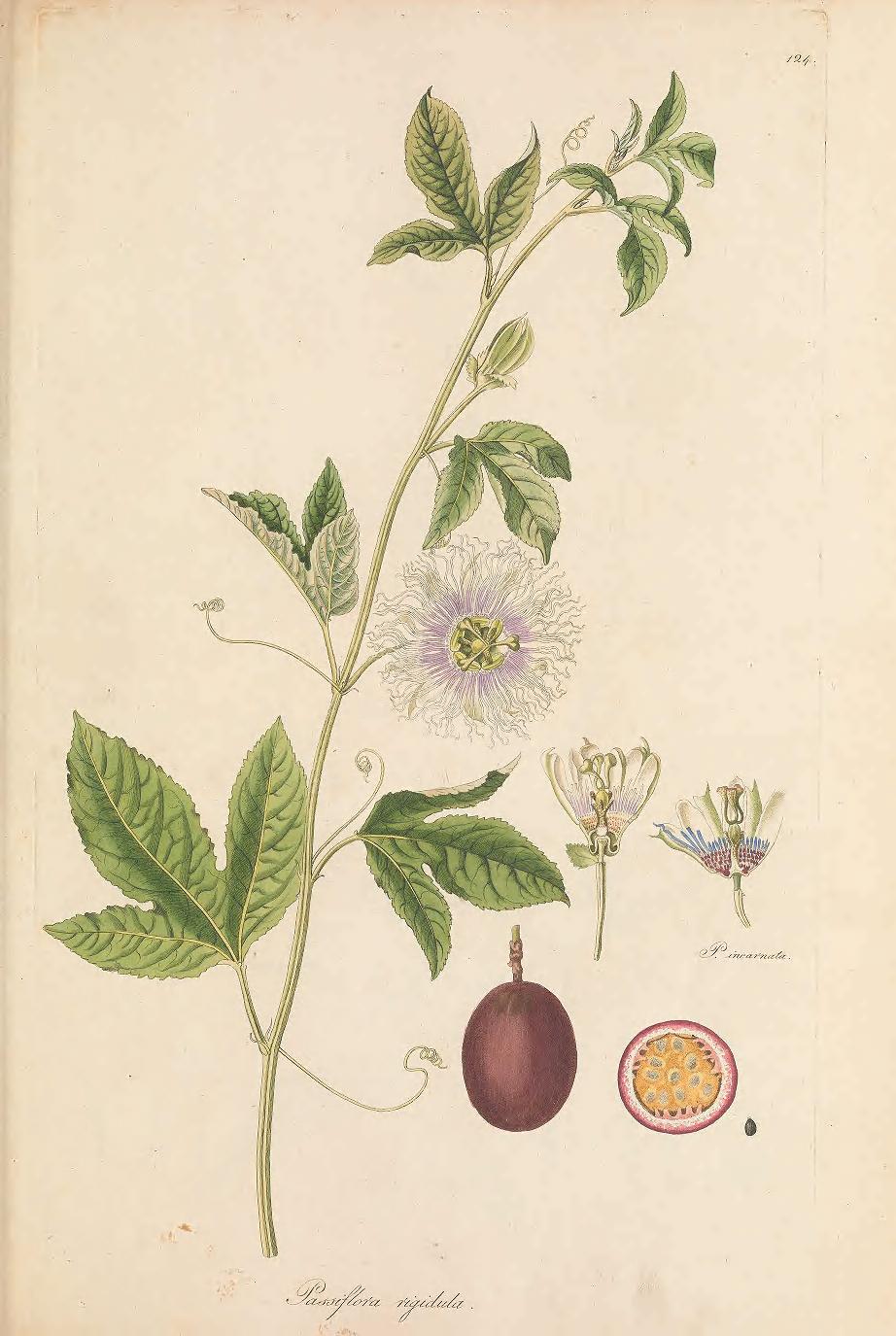 Illustration of Passionflower by Joseph Franz Jacquin, E. Fenzl, and I. Schreibers