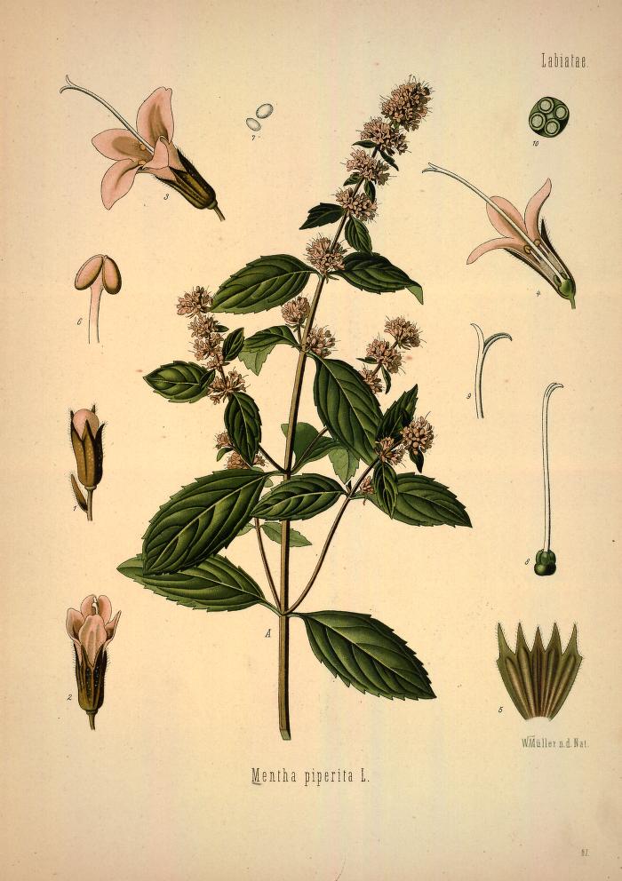 Chromolithograph of Peppermint by Walther Otto Müller, C. F. Schmidt, and K. Gunther