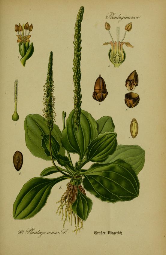 Illustration of Plantain by Prof. Dr. Otto Wilhelm Thomé