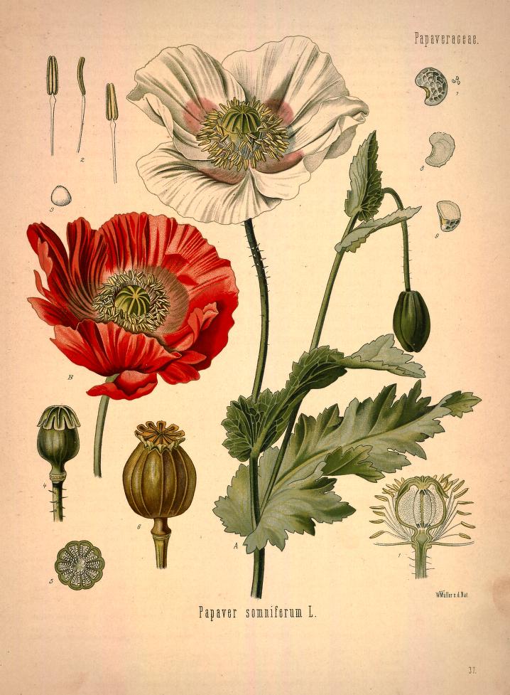 Chromolithograph of Red Poppy by Walther Otto Müller, C. F. Schmidt, and K. Gunther