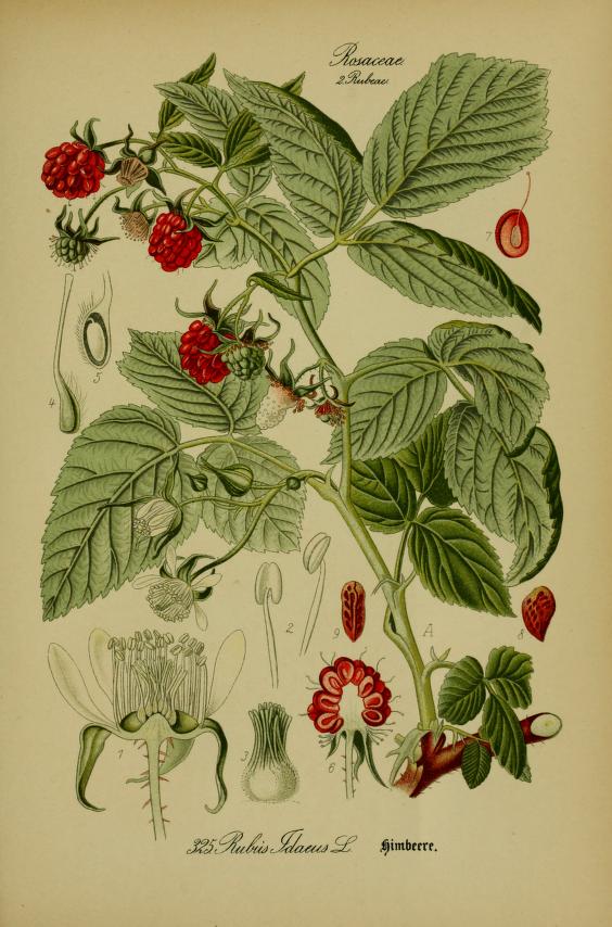 Illustration of Raspberry by Prof. Dr. Otto Wilhelm Thomé