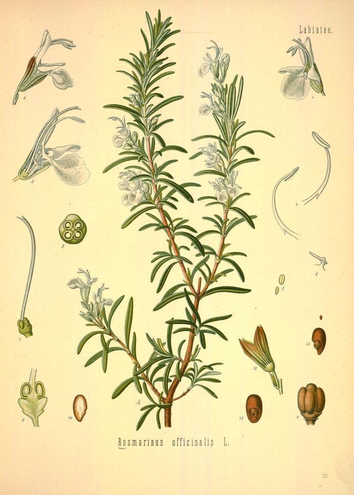 Chromolithograph of Rosemary by Walther Otto Müller, C. F. Schmidt, and K. Gunther