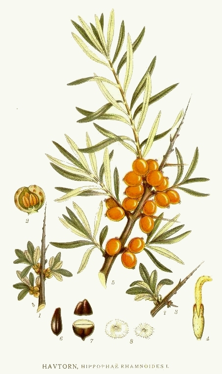 Painting of Sea Buckthorn by the Swedish botanist Carl A. M. Lindman (1901)
