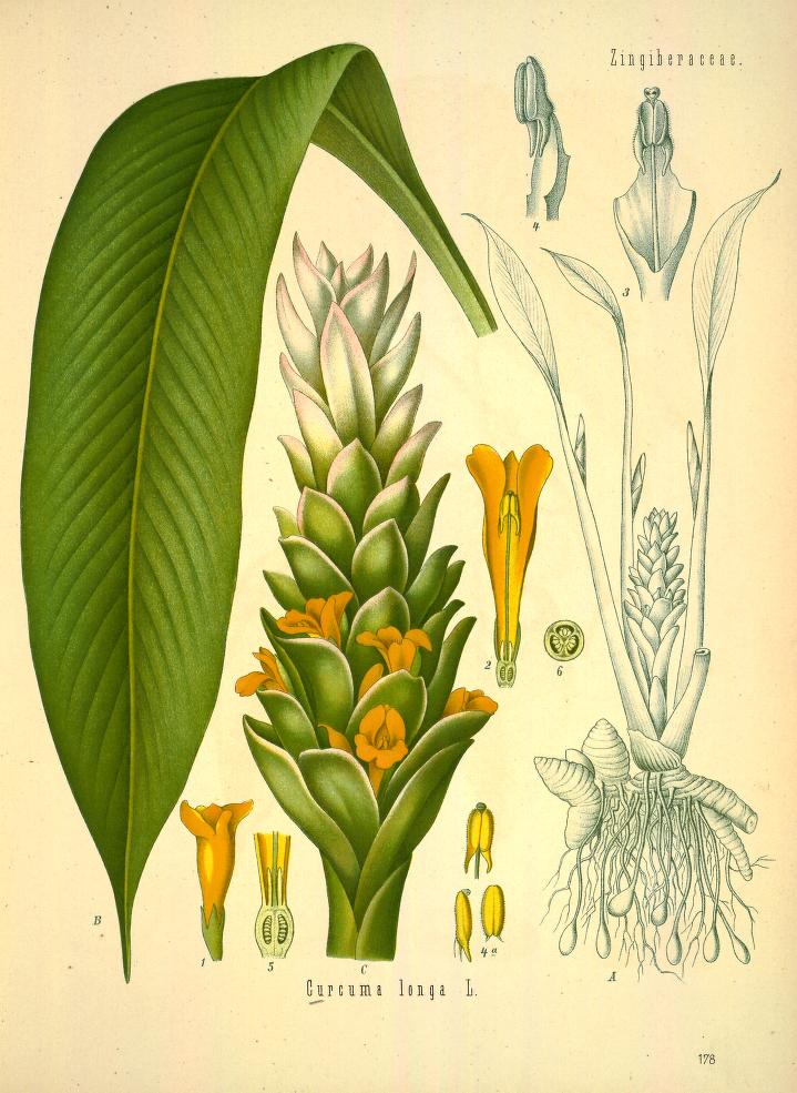 Chromolithograph of Turmeric by Walther Otto Müller, C. F. Schmidt, and K. Gunther