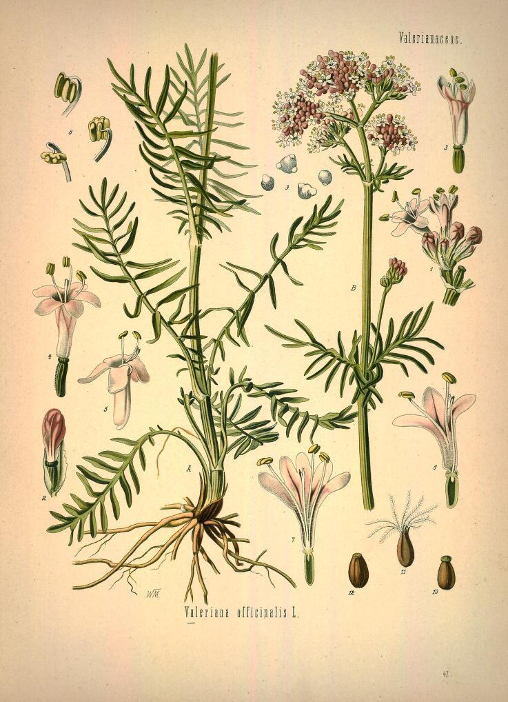 Chromolithograph of Valerian by Walther Otto Müller, C. F. Schmidt, and K. Gunther