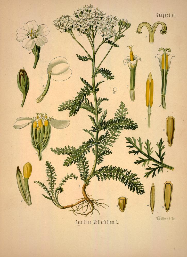 Chromolithograph of Yarrow by Walther Otto Müller, C. F. Schmidt, and K. Gunther